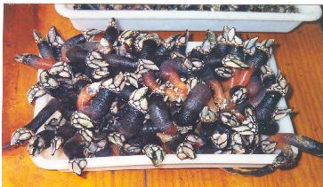 Percebes22.jpg